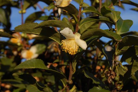 お茶の花｜静岡旅行