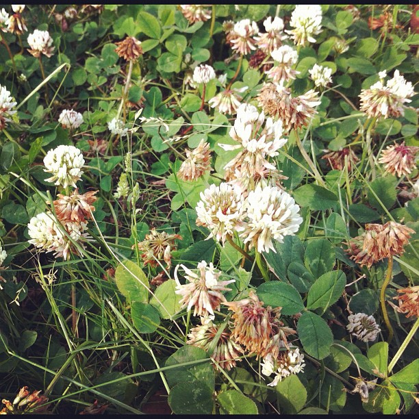 Clover season has gone.