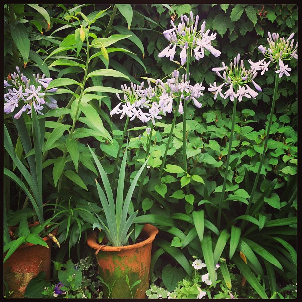 Garten in der Regenzeit