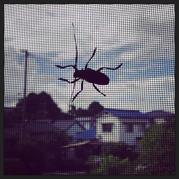 梅雨明けにゴマダラカミキリ。