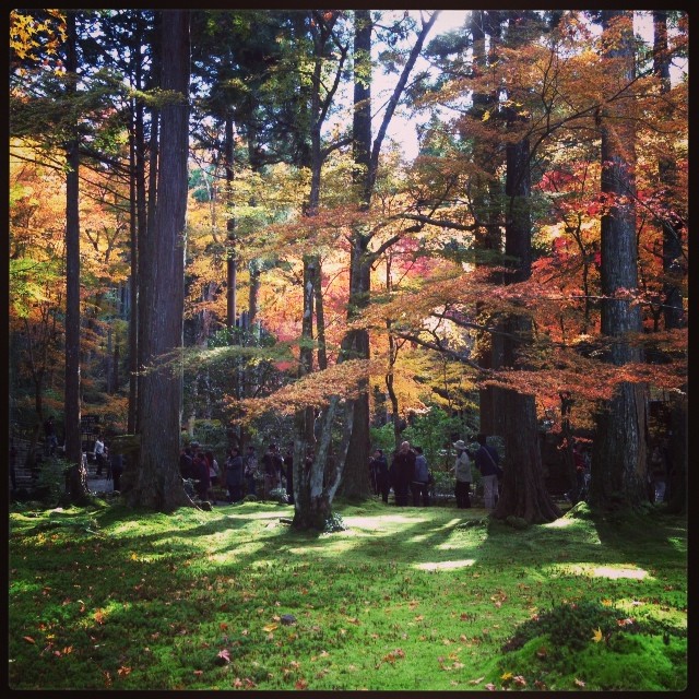 Falming trees over the green moss.