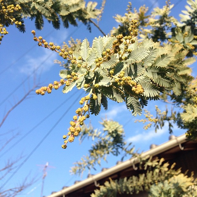 Mimosa in my garden. Getting prepared for Spring!