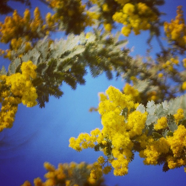 Had a "heavy mimosa fall" last week in my garden.