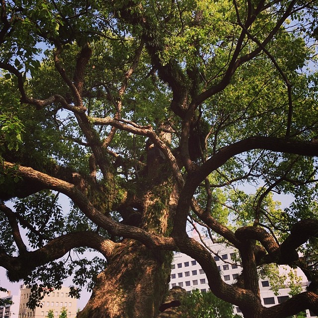 This tree has witnessed all the history.