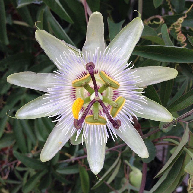 うちのトケイソウさいた！Paasion flower ("clock flower" in Japanese) in my garden comes out!