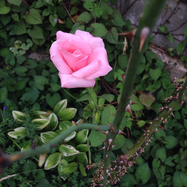 ウチの庭にて。この美人はものすごい武器もってる。At my garden. Ms. beauty has absolute weapons.