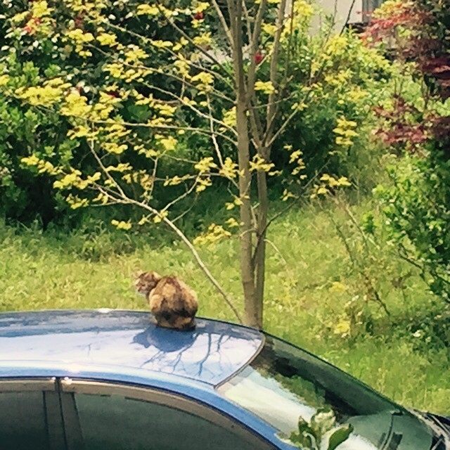 今日も僕の車を警備してくれてます。