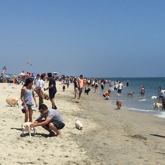 偶然来たのがドッグビーチ。犬天国。