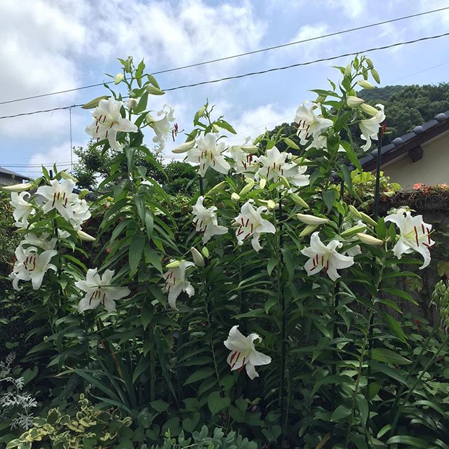 ドヤ顔に見えます。#カサブランカ #ウチの庭