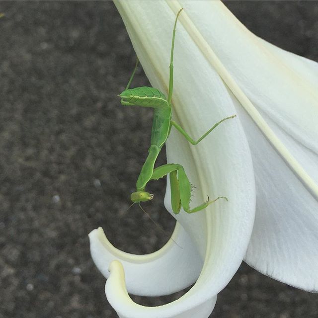 まだ子供？ちびっこ。でも威勢の良さそうなポーズでした。