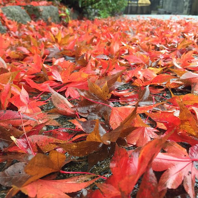 雨が降って、じゅうたん出来た#ウチの庭