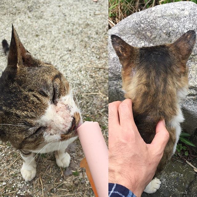 ウチのお客さん。魚肉ソーセージで撫でさせてくれた。