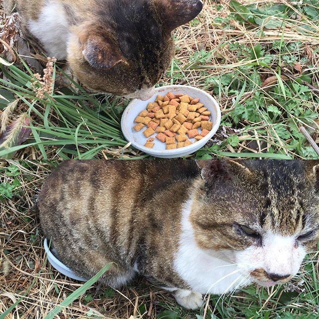 #ウチの庭 に遊びに来る猫。「毎度ごちそうさま。んじゃ食べ終わったから皿に入るわー」いや、はいれてない。。