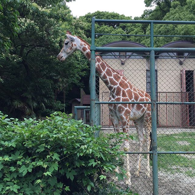 近所の動物園。年間パス買ったのでしょっちゅう散歩に来ることになるでしょう。