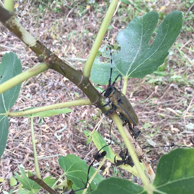 幹を食べる犯人発見 ご移動して頂きました ウチの庭 イチジク カミキリムシ x8j