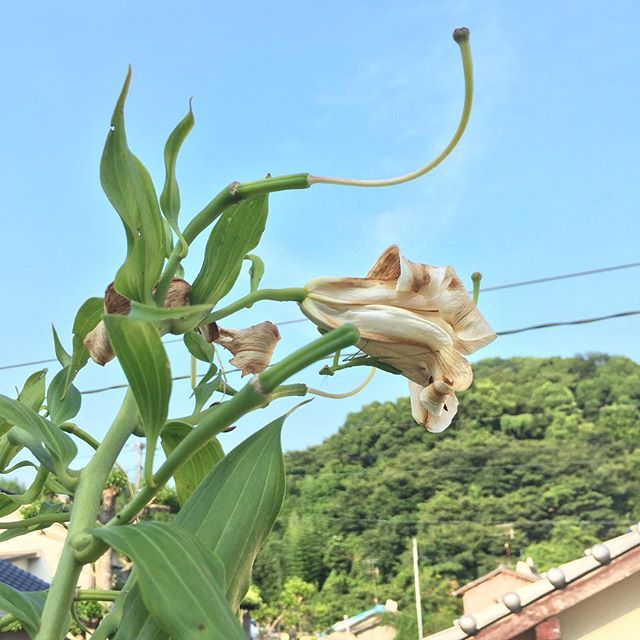 今年もありがとうございました。これから実の部分を切り取って栄養を球根に貯めてもらいます。#ウチの庭 #カサブランカ