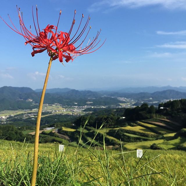 久しぶりに大学での授業、の帰り道。