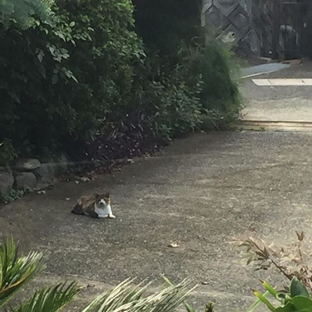 お客さん、勝手にくつろいでます。