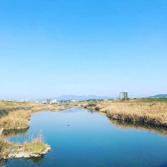 水鳥ものんびり。（見えますか？？）#散歩