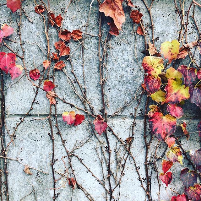 晩秋、残った葉が色で主張。Late autumn, appealing their presence through their colour. #ウチの庭 #ツタ #ivy