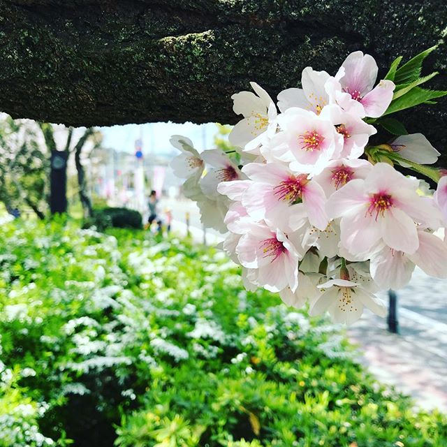 桜ってピンクじゃなくて白じゃない？？と思ってましたがやはり桜色だ、と思ったのでした。わかりにくいけど #今日の一点透視図法