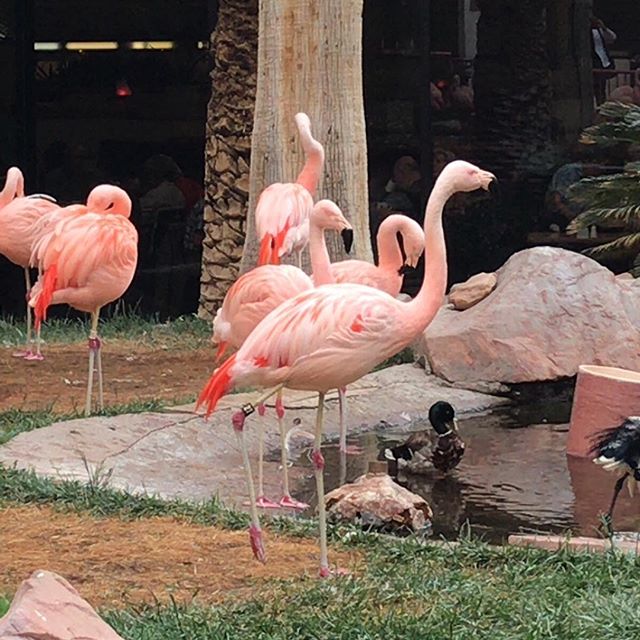 ホテルの庭で飼われてるフラミンゴ。鳴き声を初めて聞いた。トゥルルルーって感じのか細い声でした。