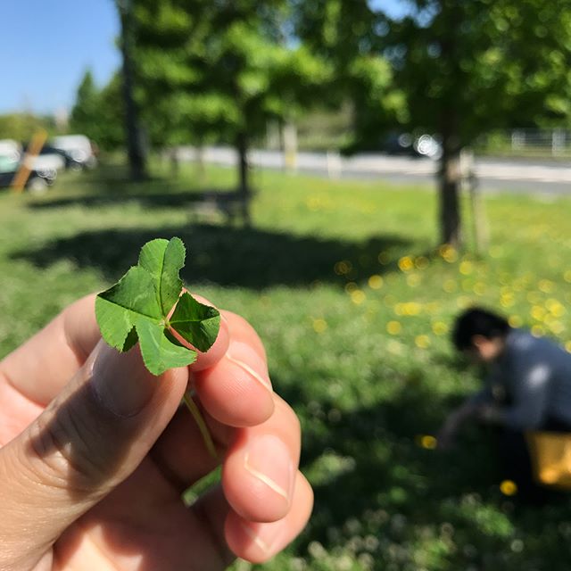 ドイツ在住の友人ファミリーとの土曜日。昼ごはんのあと、クローバー畑で真剣に四つ葉探し。かなり真剣に。