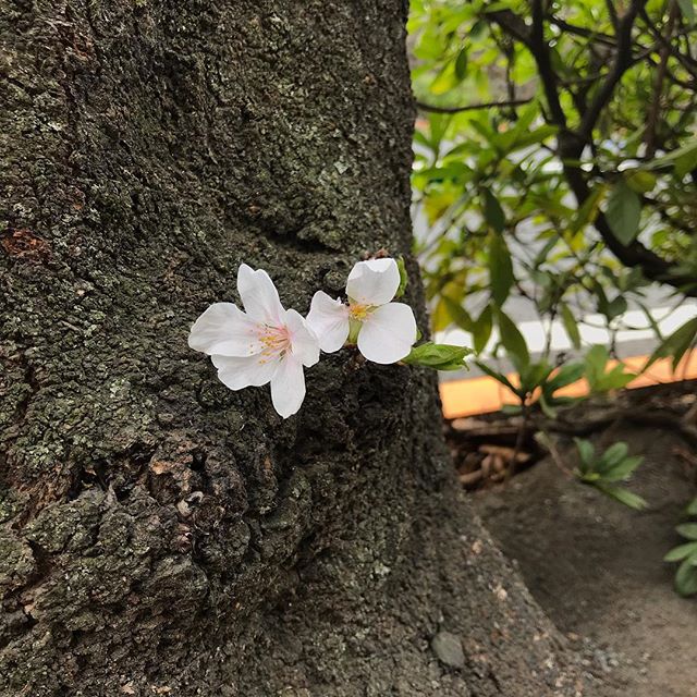 地上20cmくらいのところに、桜。お散歩のワンコもこれで間近に桜を見られるよ。