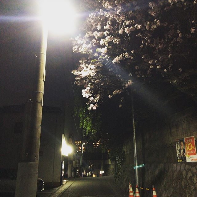 LEDの街灯の近くにあって、八重の花たちがきれいに照らされてるんです。