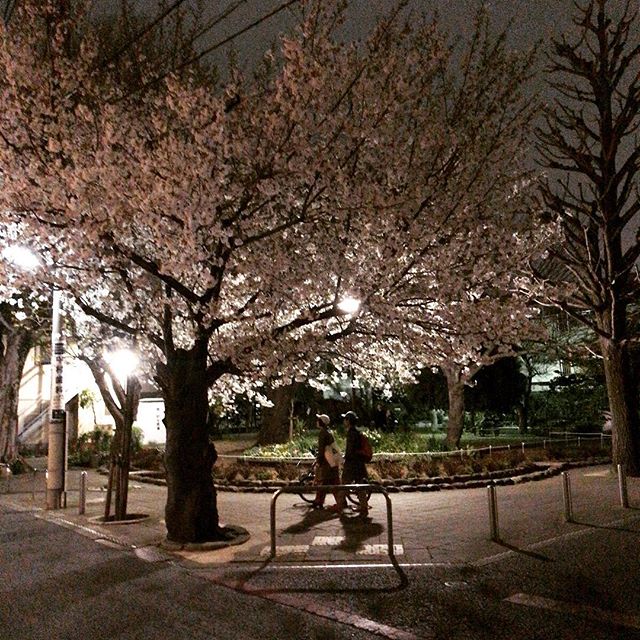 駅までの道にある僕がこっそり「角の公園」と名付けたところ。ソメイヨシノではないらしく、桜餅のにおいがします。