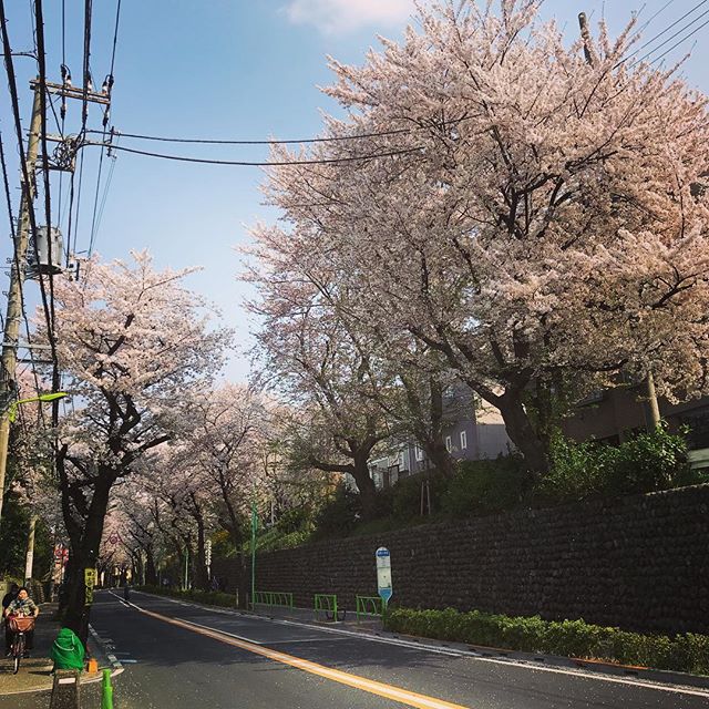 この後数百メートル続く桜のトンネル #千歳通り #今日の一点透視図法