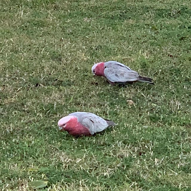 割とカラフルな鳥もいた。