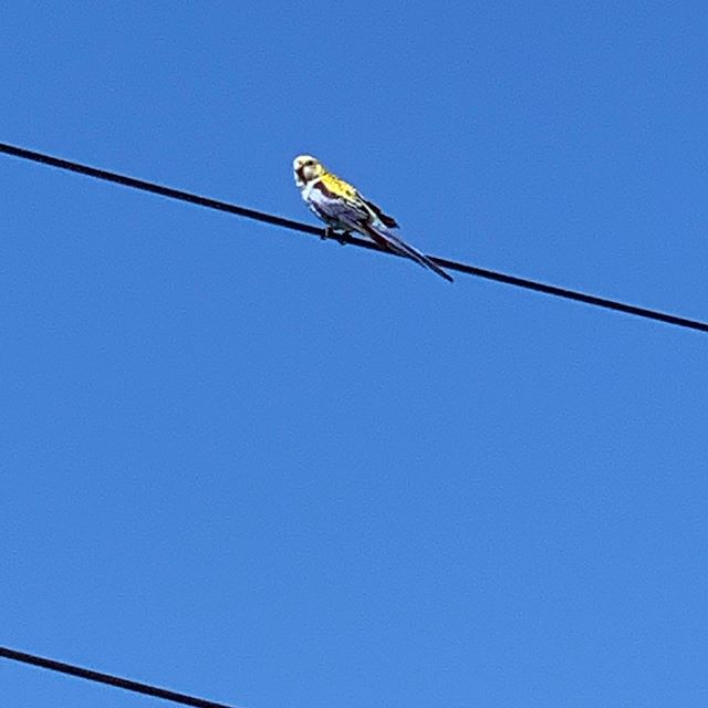 うまく撮れてなくて残念。青、黒、黄色が鮮やかな鳥をランニング途中に目撃。ペットが野生化したものかもしれないけど、それにしてもこんなトロピカルそうなのが生きていける気候なのだよね。