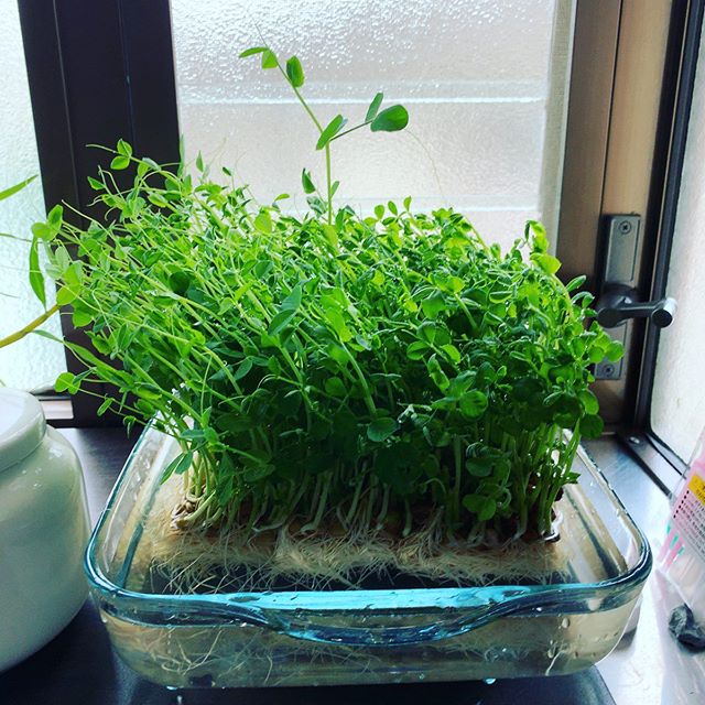 反時計回りに90°回すと、こう。光屈性ですなあ。Turned the tray 90 degrees counterclockwise and learned about phototropism.