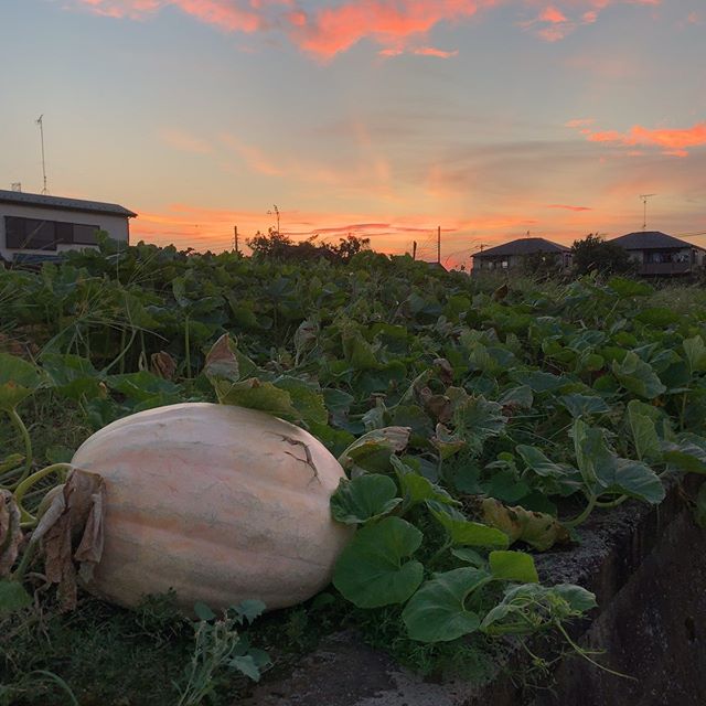 近所の畑でハロウィンの準備が進んでます