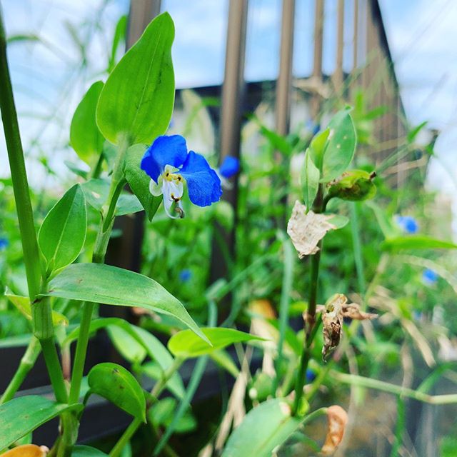 駅までの道すがら、ツユクサ。On the way to the station, dayflower. #ツユクサ #露草 #dayflower