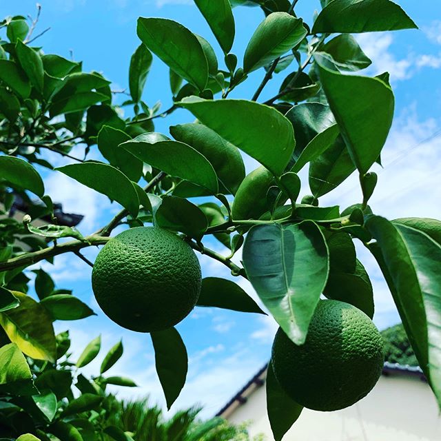 カボスが豊作。Good harvest of Kabosu Citrus in my garden.  #ウチの庭