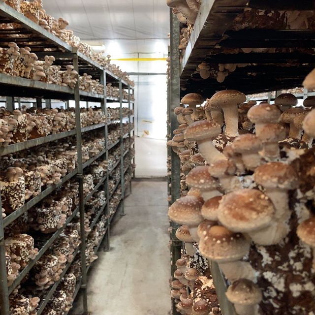 ヴィーガンシェフ御一行さまの同行通訳でシイタケ農園。たのしー。Attending to vegan chefs visiting shitake mushroom farm. Smelled like dashi. #今日の一点透視図法