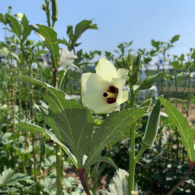 今日は農園の視察。シーズンはもう終わりに近づいてるそうですが、このオクラの花も食べられます。味は「甘いオクラ」って感じでした。Visited a farm and saw the flowers of okra. They are so fresh that you can eat its flowers! It tasted “sweet okra.”