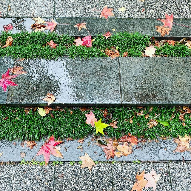 気温が下がって雨が降った昨日、地面も秋らしくなってた。#今日のシマシマ