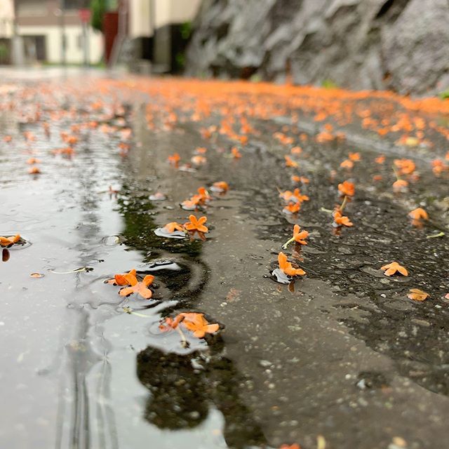 匂いのする色だなあ。Fragrant color of orange osmanthus. #キンモクセイ