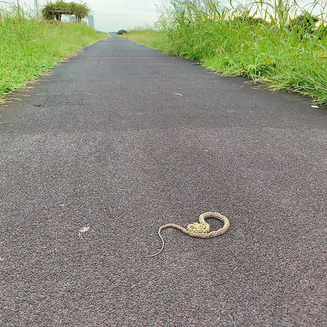 ランニング中、目の前の道路中央でカラスが何かをついばんでた。近寄るとカラスは遠のき、そこにはヘビ！Saw a crow in the middle of a road while running. When I came closer, he/she went away and I found a snake! #今日の一点透視図法