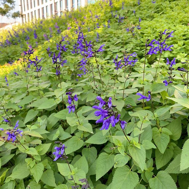 夏の花かと思ってたけど、この時期に　#メドウセージ