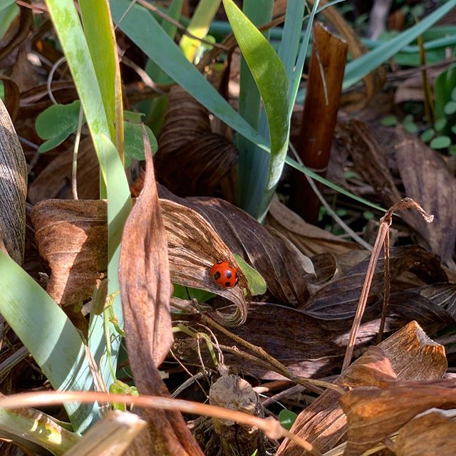 暖かかったもんね。#てんとうむし #テントウムシ #ladybug #marienkäfer #ウチの庭