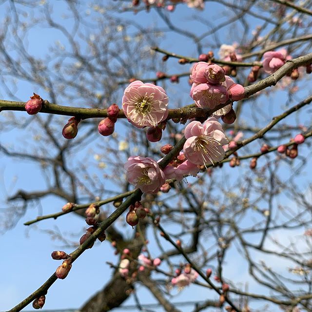 今日は立春。On the lunar calendar, spring starts today.