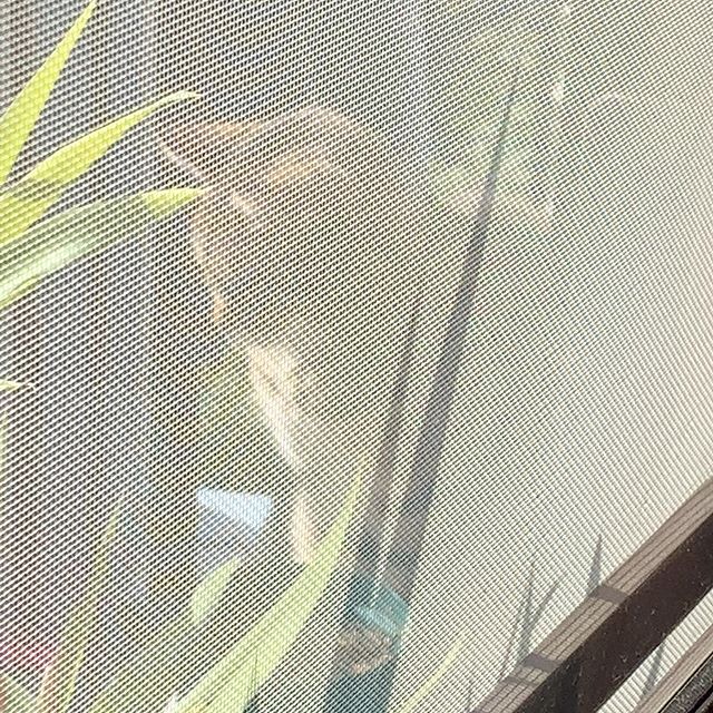 陽の当たる午前中、ベランダに来るお客さん。Guest who visits my balcony every morning when he/she can get sunshine.