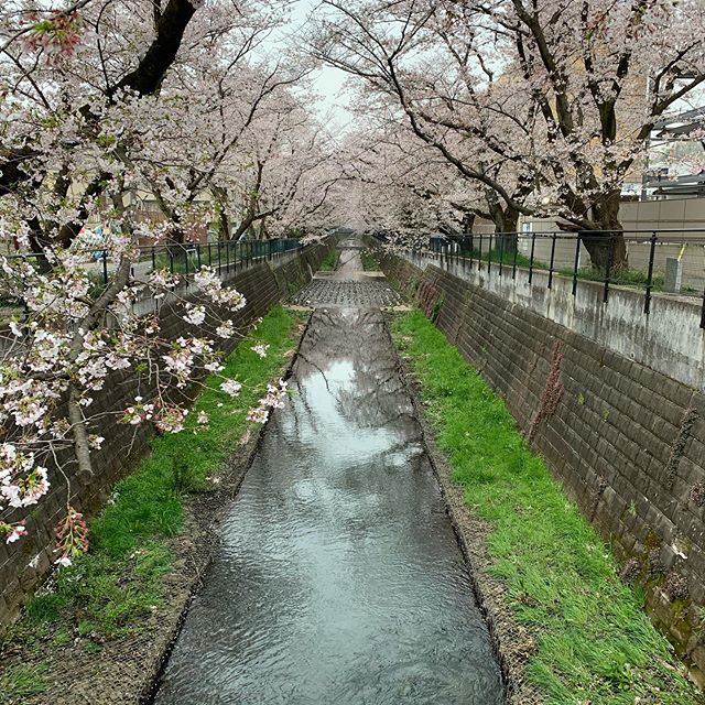 Avoid to go out as much as possible but running (and watching Sakura cherry) is exception. #今日の一点透視図法