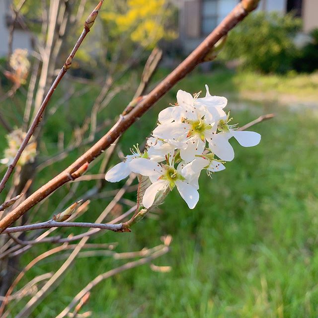 桜よりは地味だけど、春らしいね。#ジューンベリー　#ウチの庭