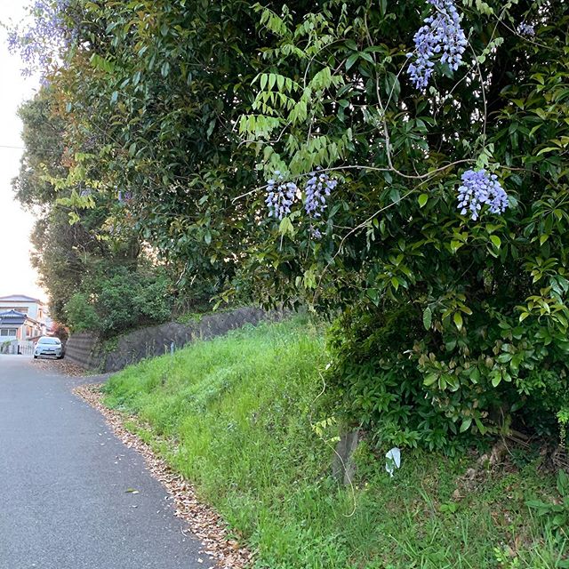 ランニングの途中、野生の藤が間近に。Spotted wild wisteria while running. #今日の一点透視図法 #藤　#フジ　#wisteria