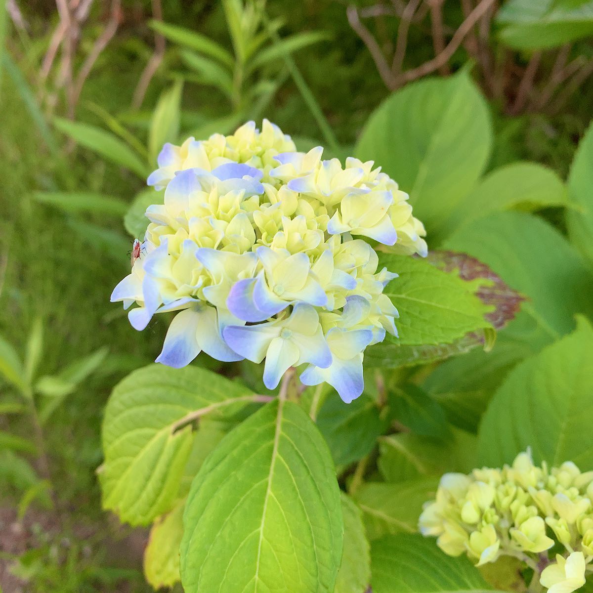 「ちょうど今から」ぐあいが見ててため息。　#アジサイ